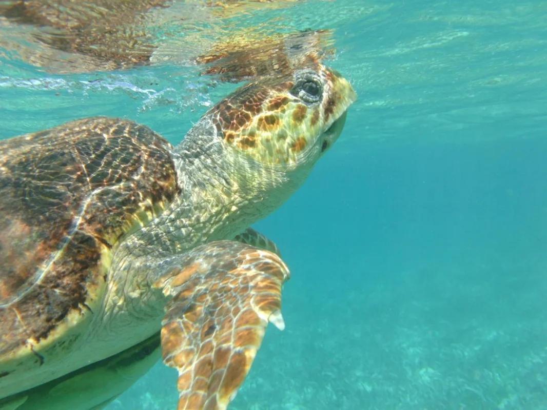 Tropical Paradise Caye Caulker Ngoại thất bức ảnh